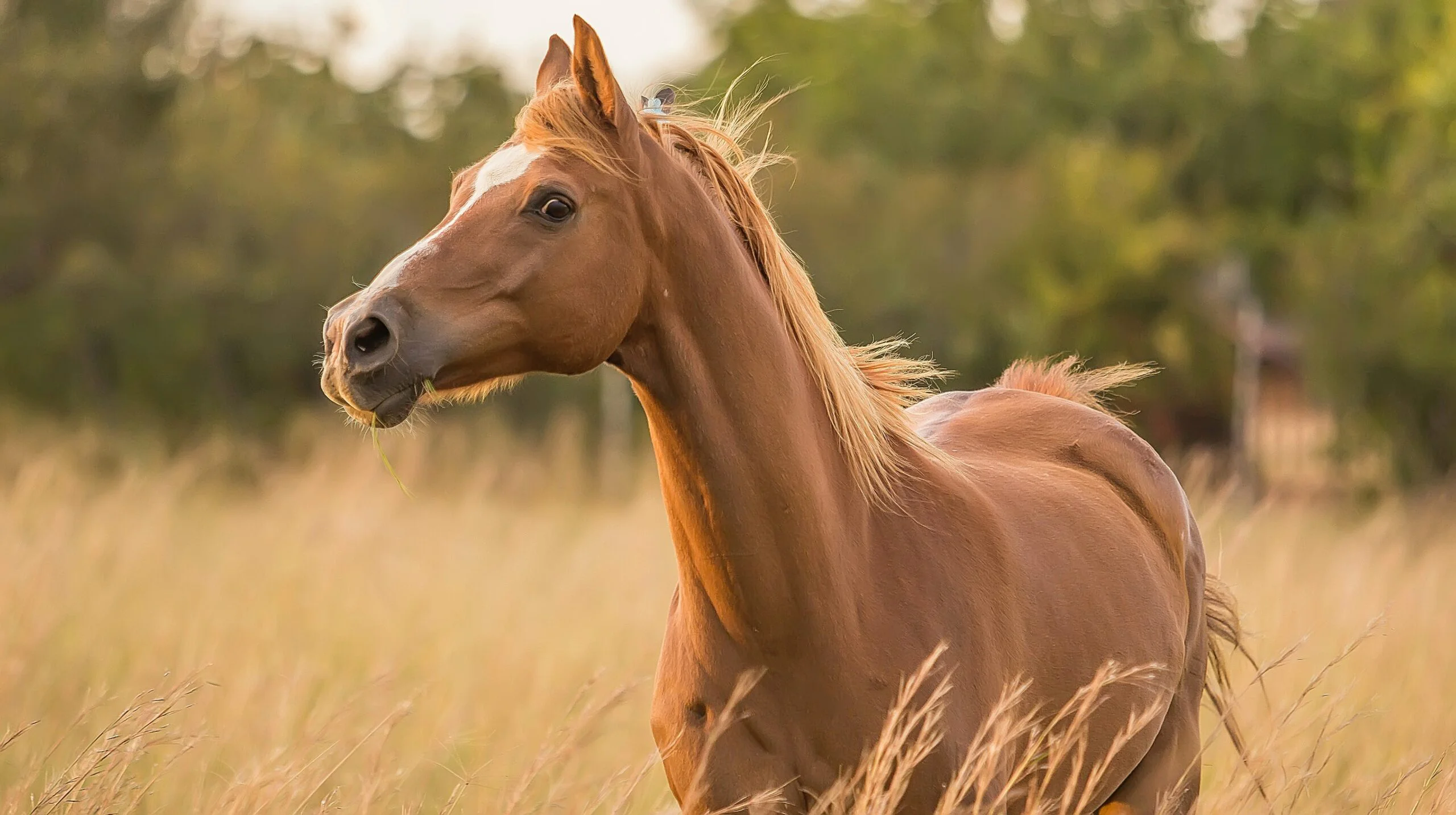 Ein kastanienbraunes Pferd steht in einem sonnenbeschienenen Feld mit hohem Gras und blickt aufmerksam zur Seite. Der Hintergrund ist verschwommen, mit üppig grünen Bäumen, was eine ruhige, ländliche Stimmung vermittelt. Tierharmonie